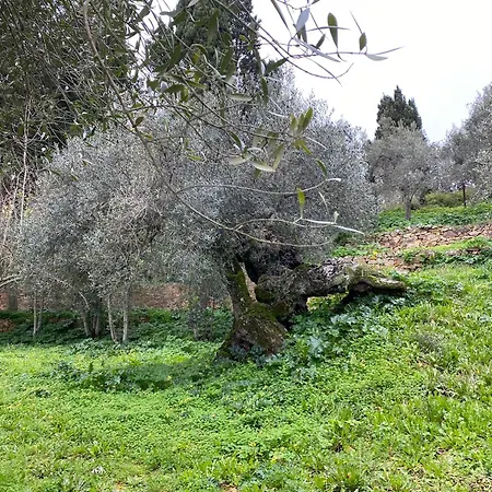 Iole Iglesias